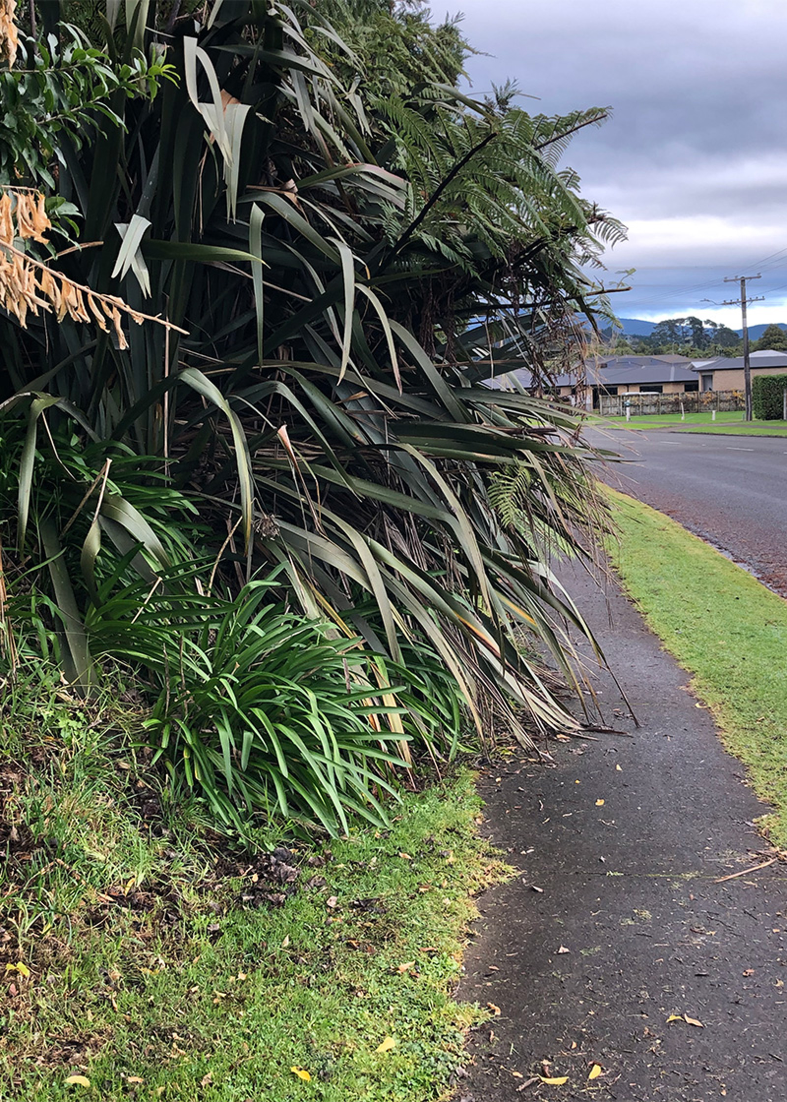 Overhanging vegetation.