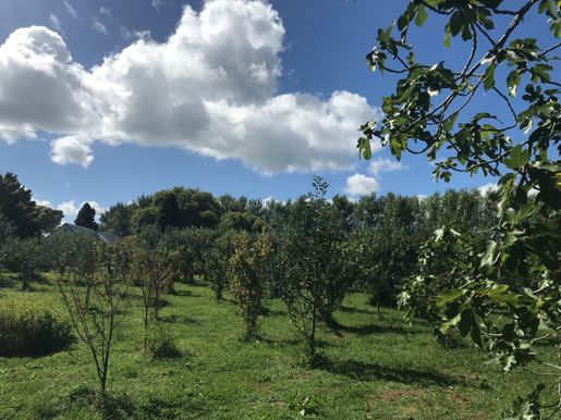 Barclay St Orchard Waitara February 2021 (5)