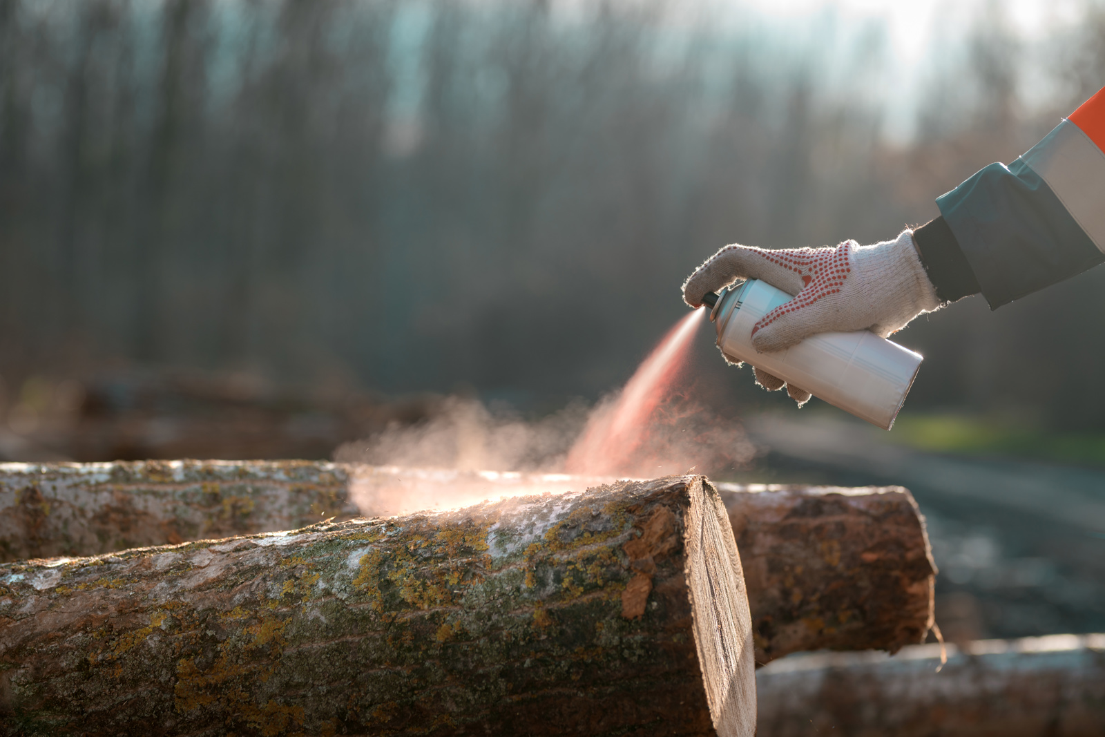 Forestry technician marking logs