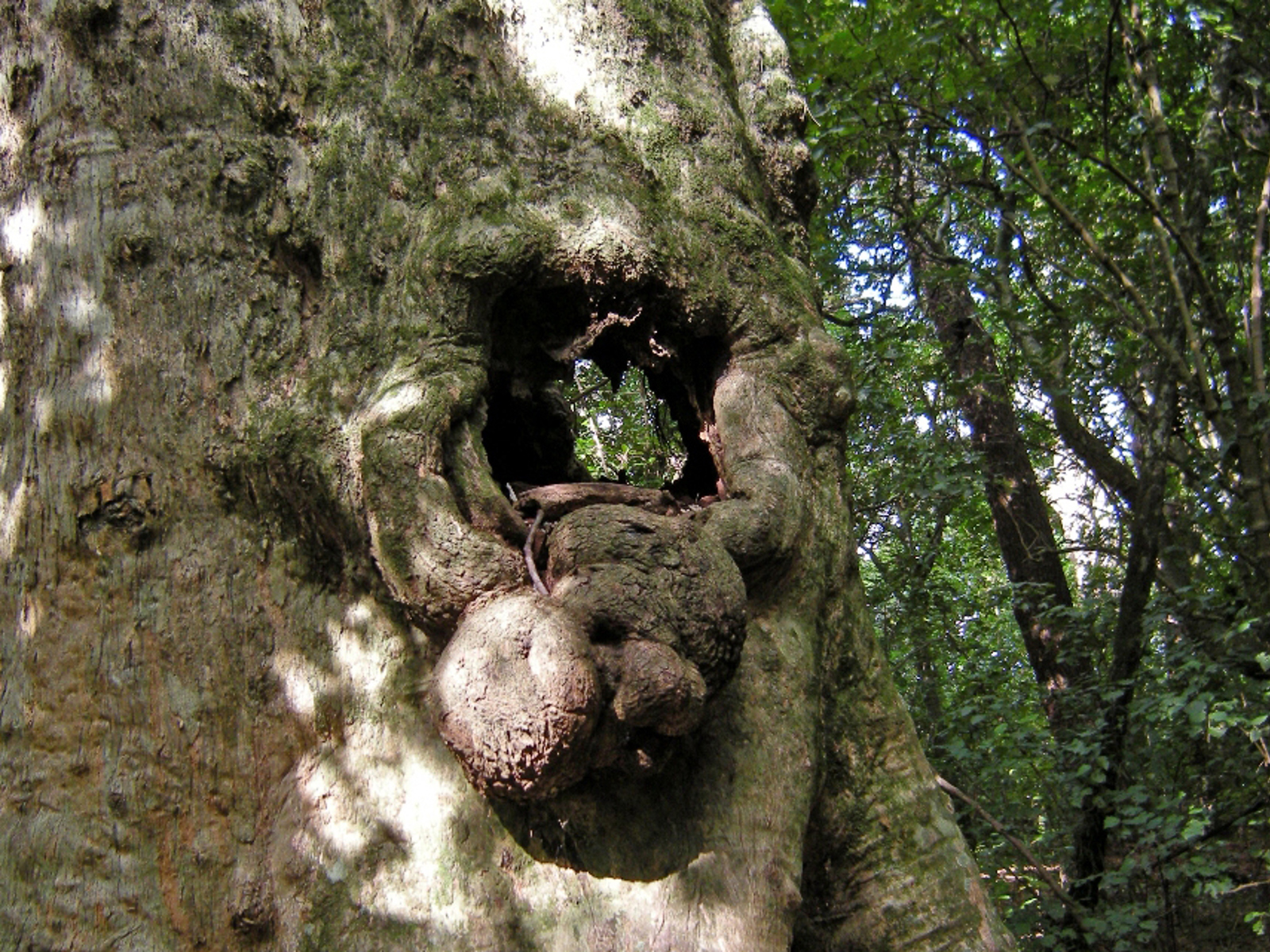 Ancient Puriri Tree