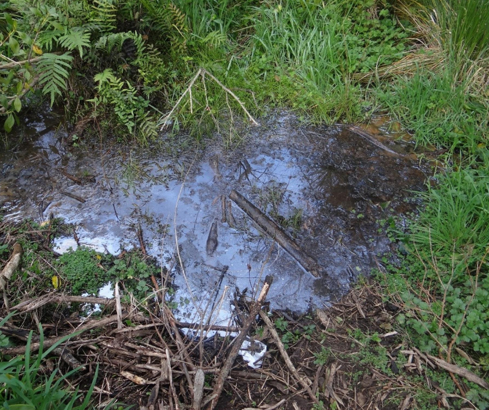 Stagnant water in a section of stream that has been clogged by sediments and invasive weeds. 