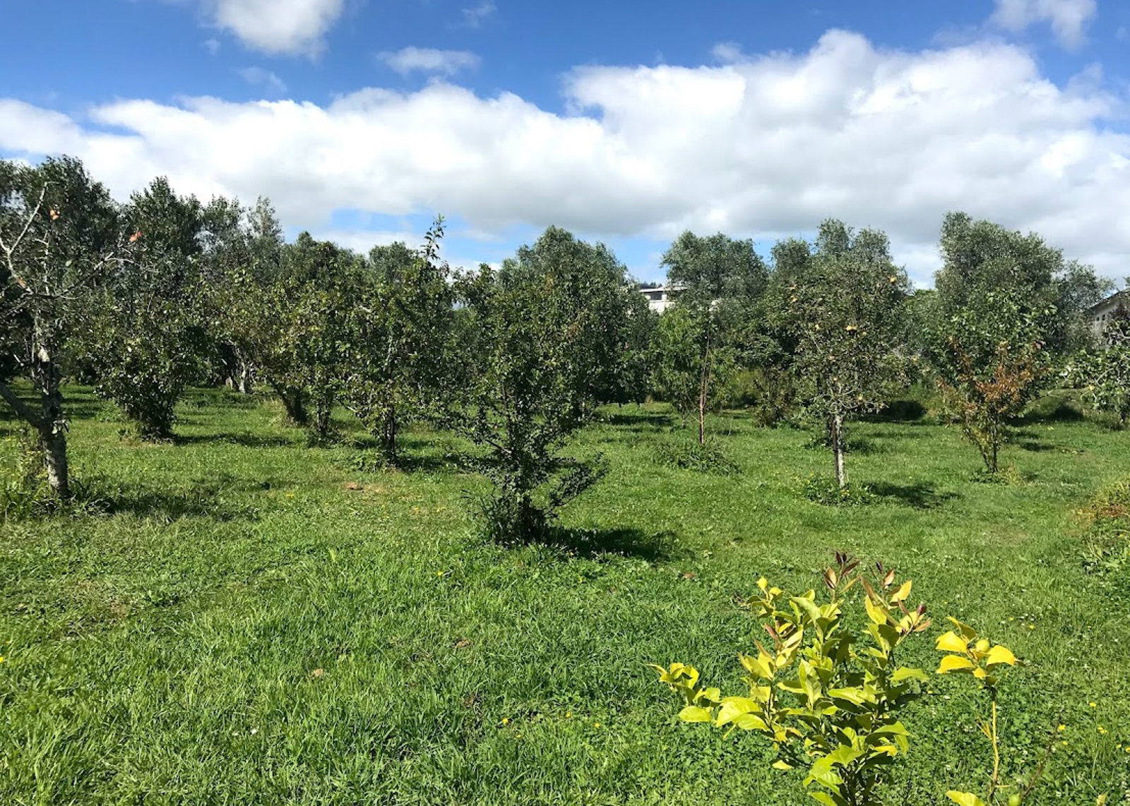 Barclay Road Orchard, Waitara. 