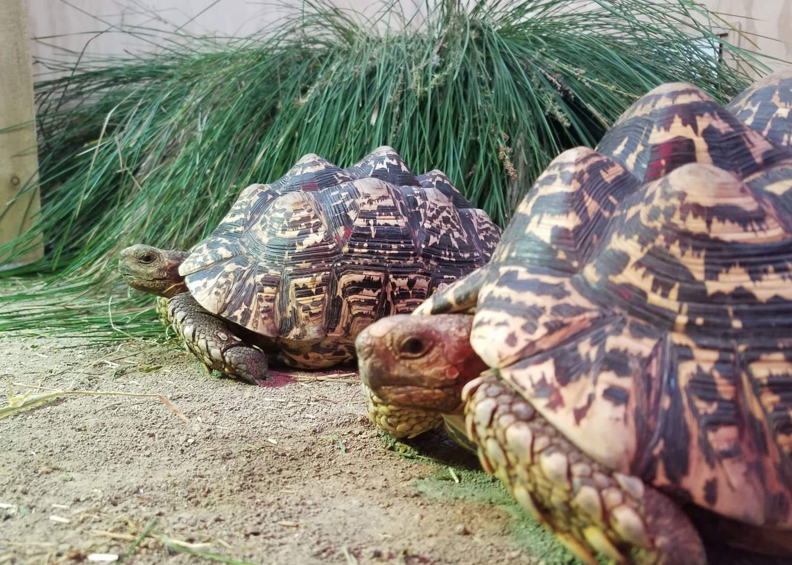 Tortoises.
