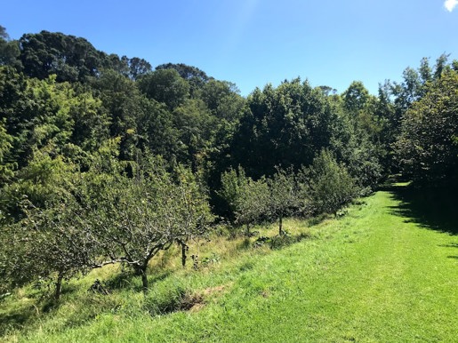 Sheppards Bush Orchard Feb 2021 (13)