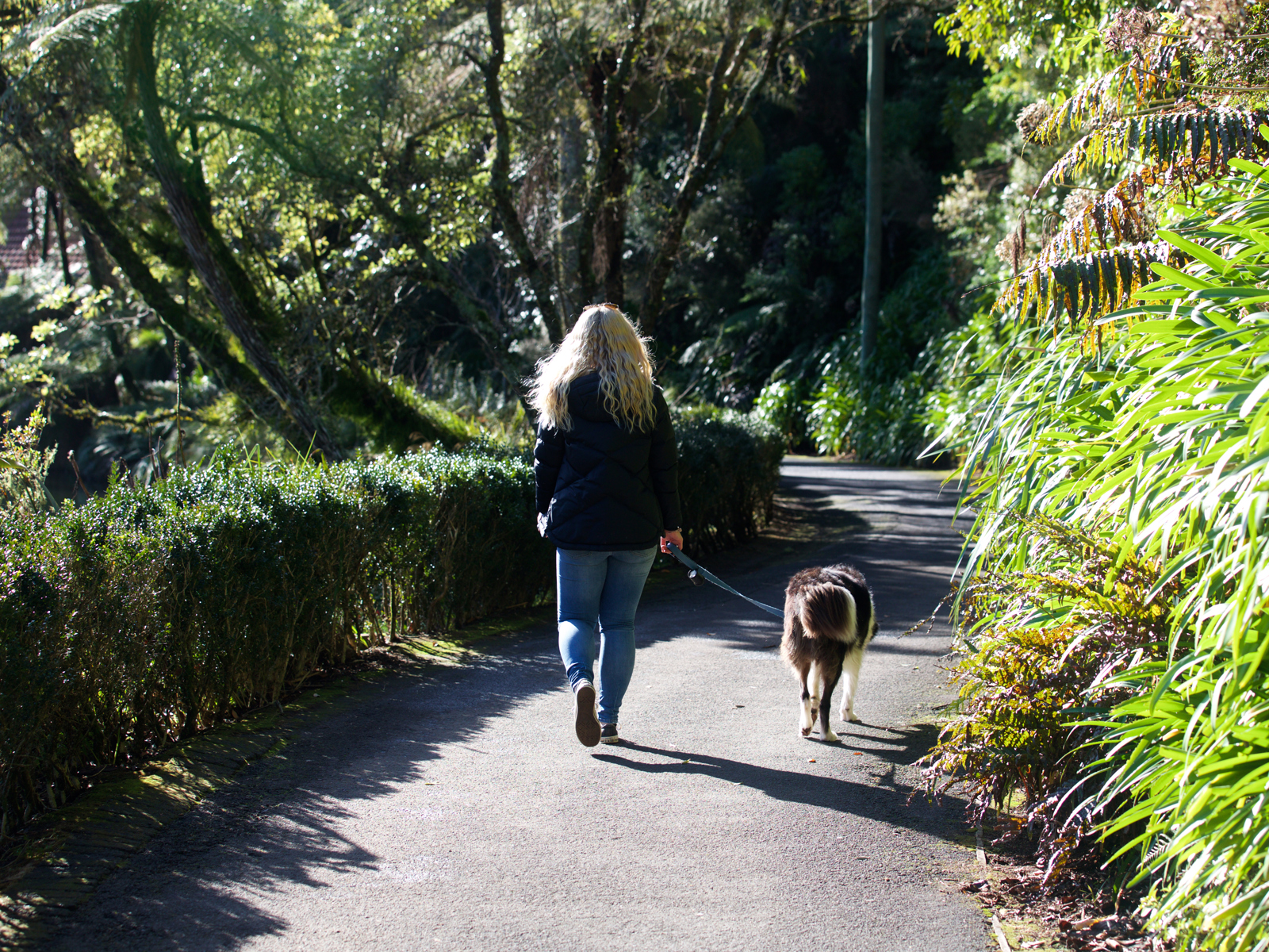 dog walking
