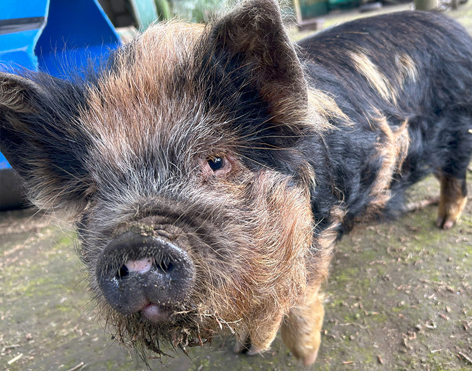 Kune kune pigs. 