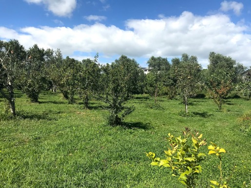 Barclay St Orchard Waitara Feb 2021 (1)