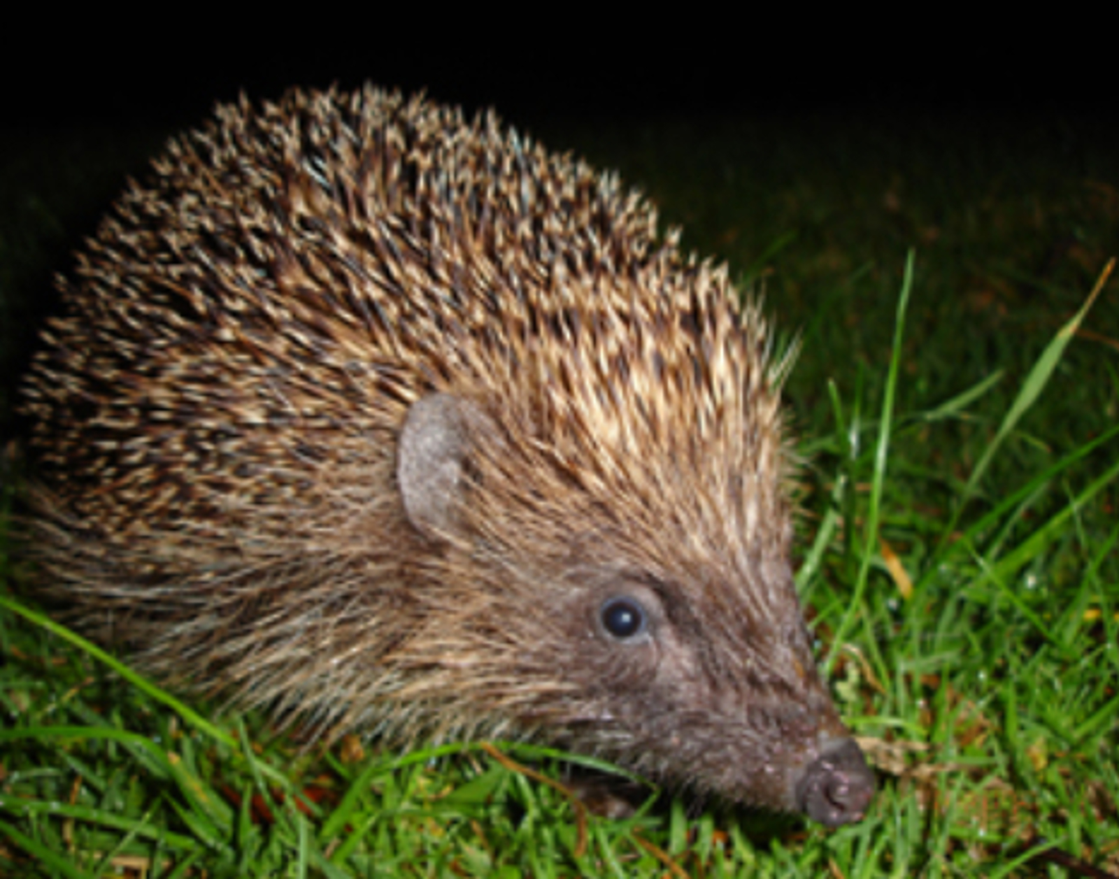 hedgehog