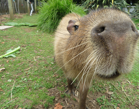 Capybara (Hydrochoerus hydrochaeris)