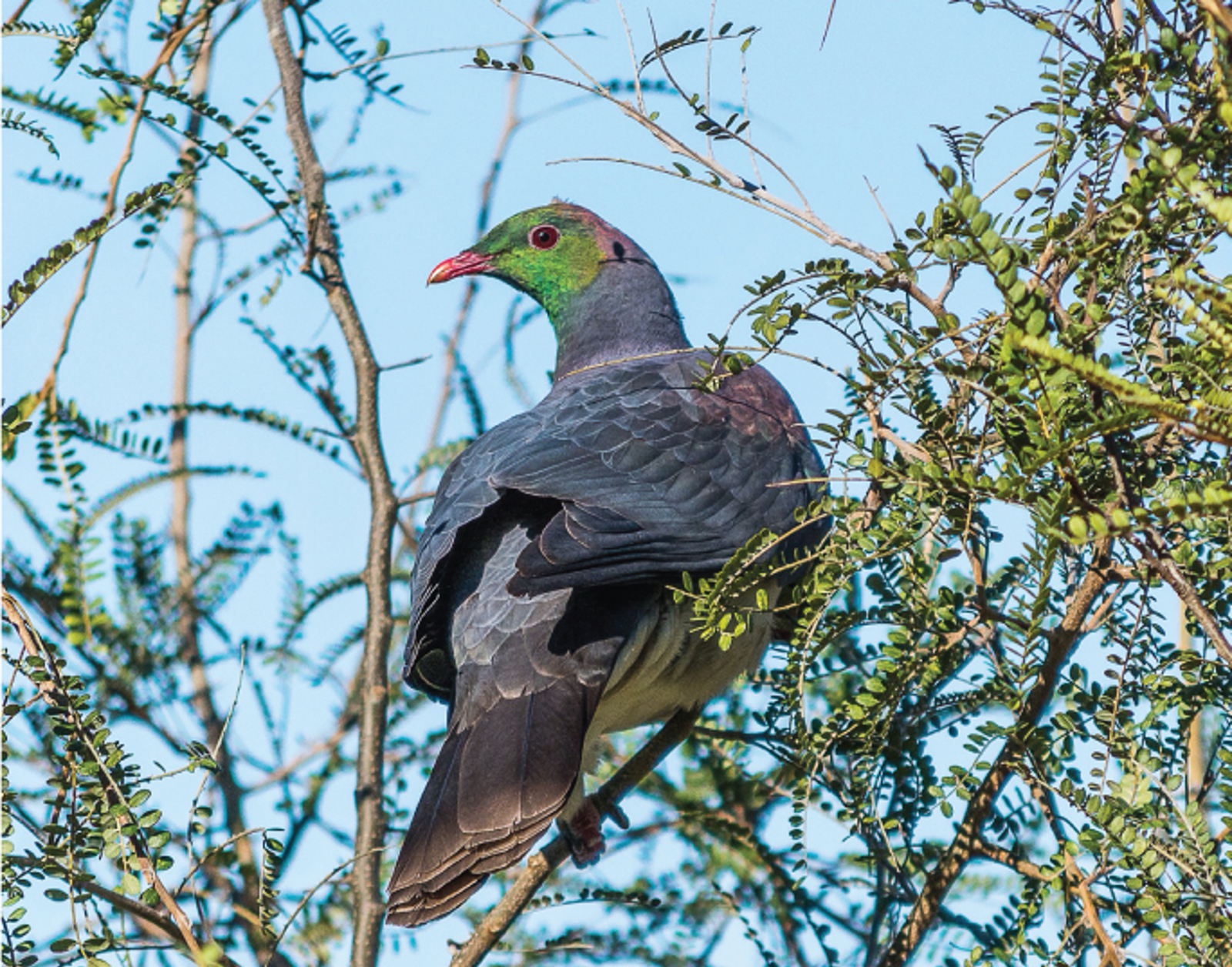 Kereru