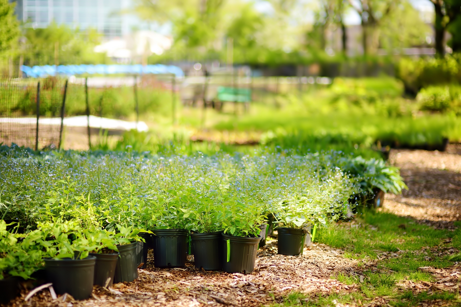 Community garden