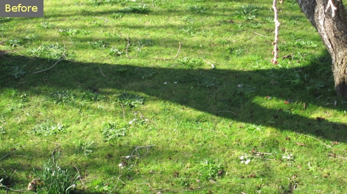 Bioboost Lawn Before