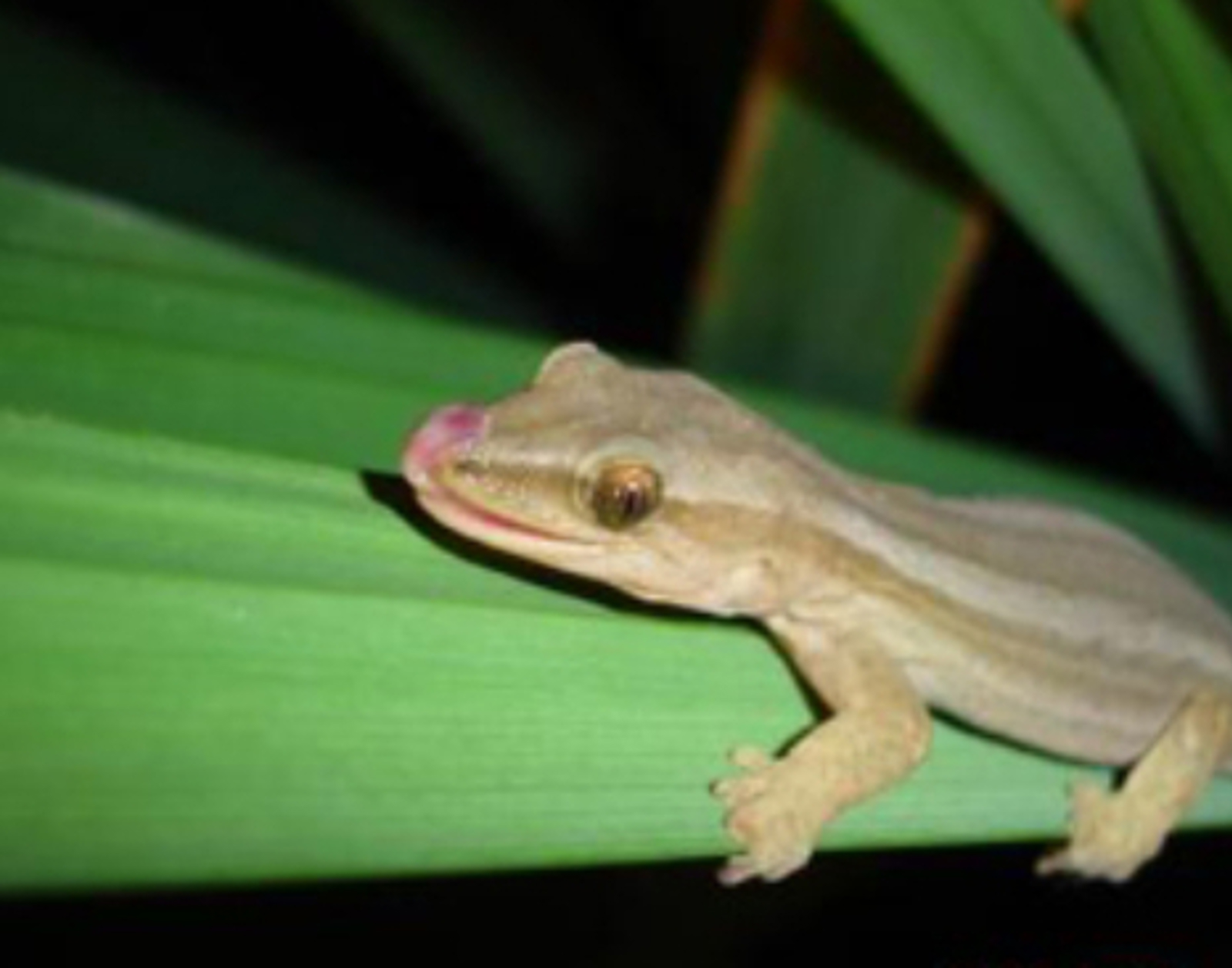 Gold stripe gecko