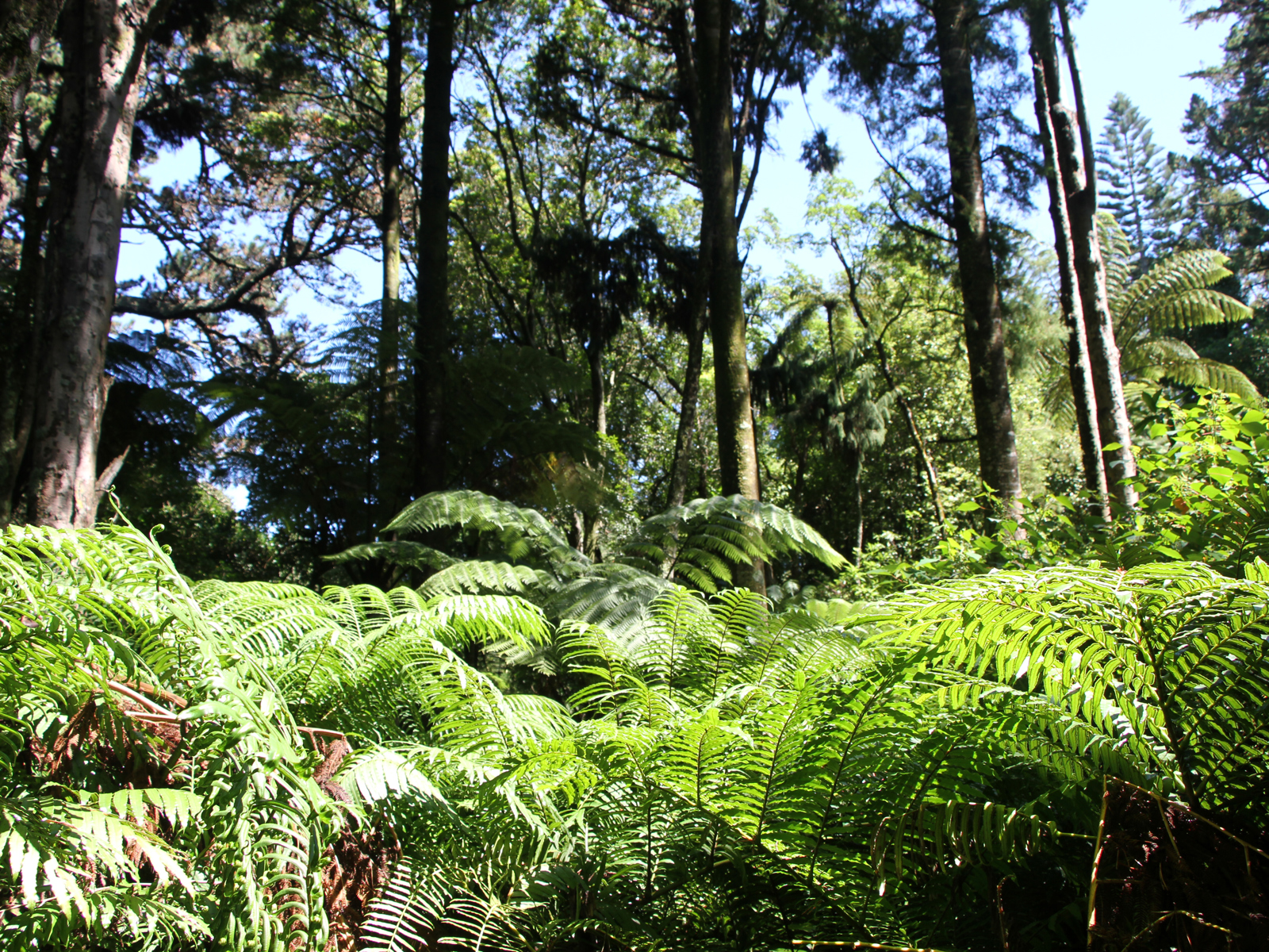 King Fern Gully