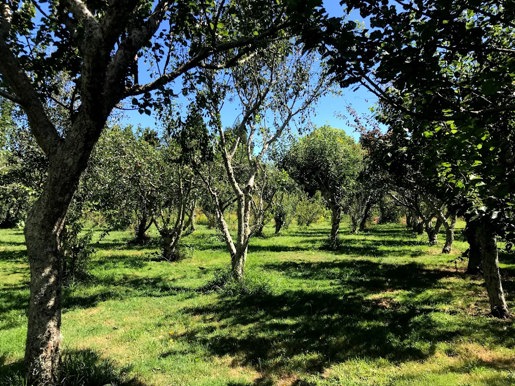 Barclay St Orchard Waitara Feb 2021 (3)