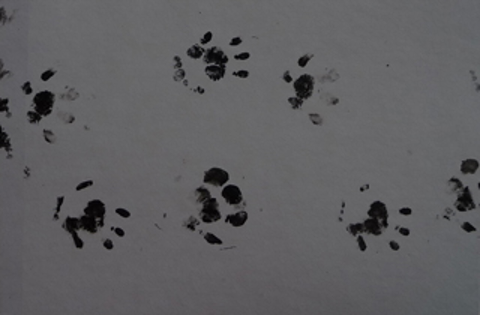 Hedgehog Footprints. Photo credit: Nathan Hills.