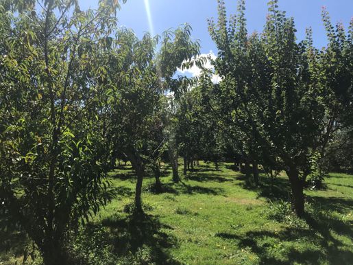 Barclay St Orchard Waitara February 2021 (8)