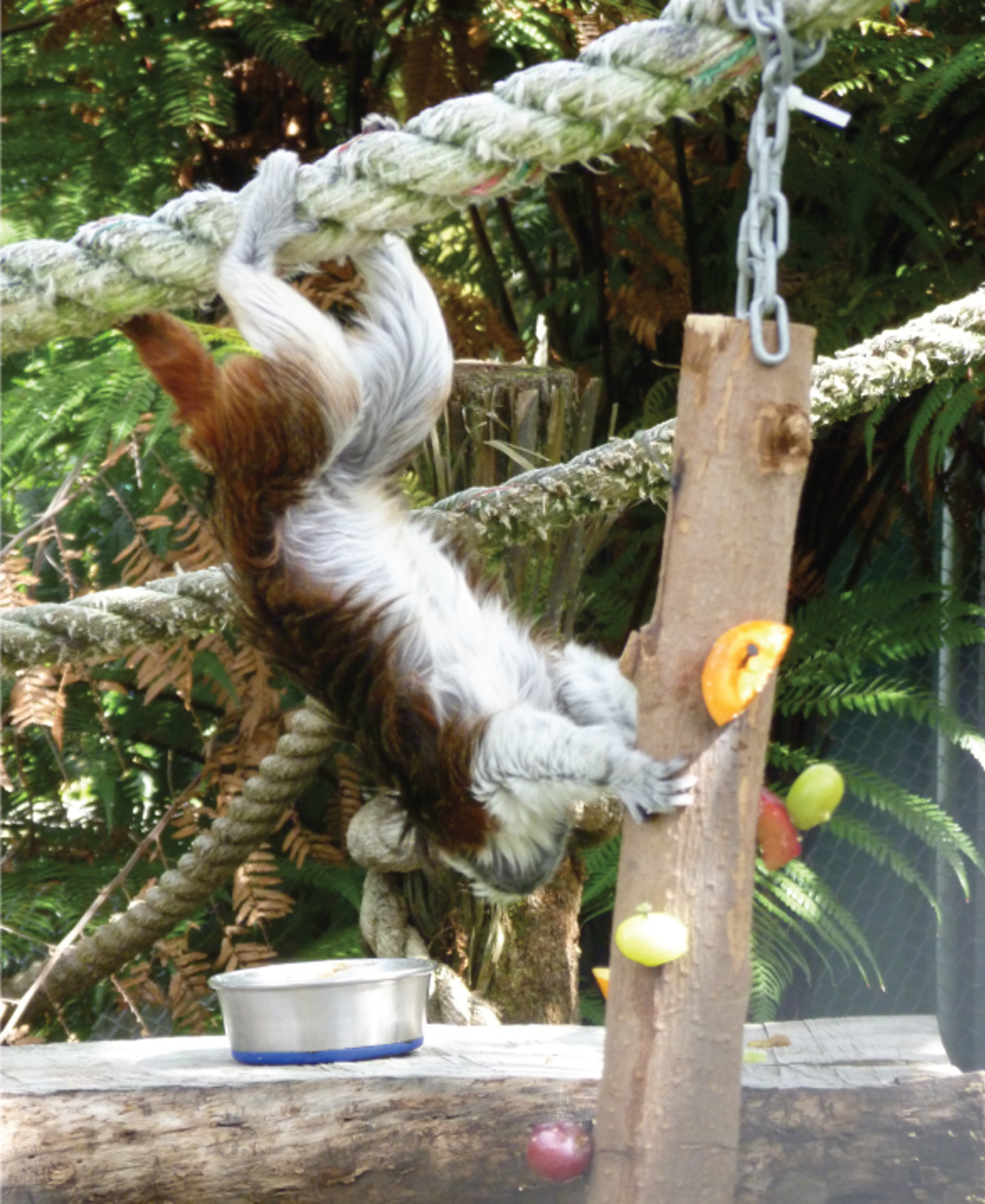 Monkey eating fruit