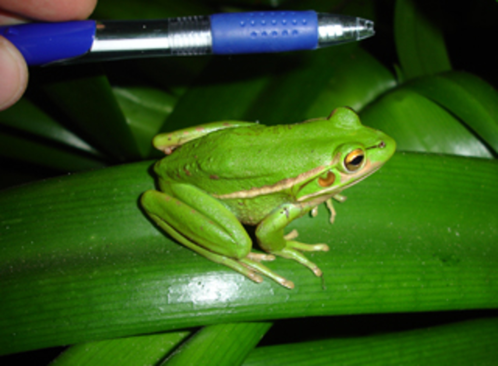 Green and Golden Bell Frog. Photo credit: Nathan Hills.