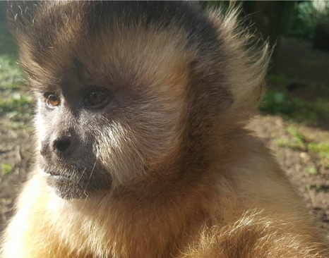 Brown or Black-capped Capuchin (Cebus apella)