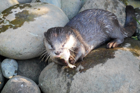 Otter