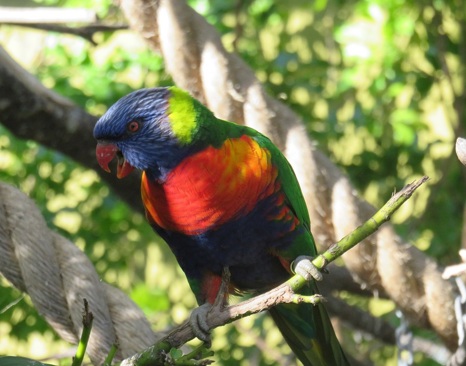 Rainbow Lorikeet (Trichoglossus haematodus)