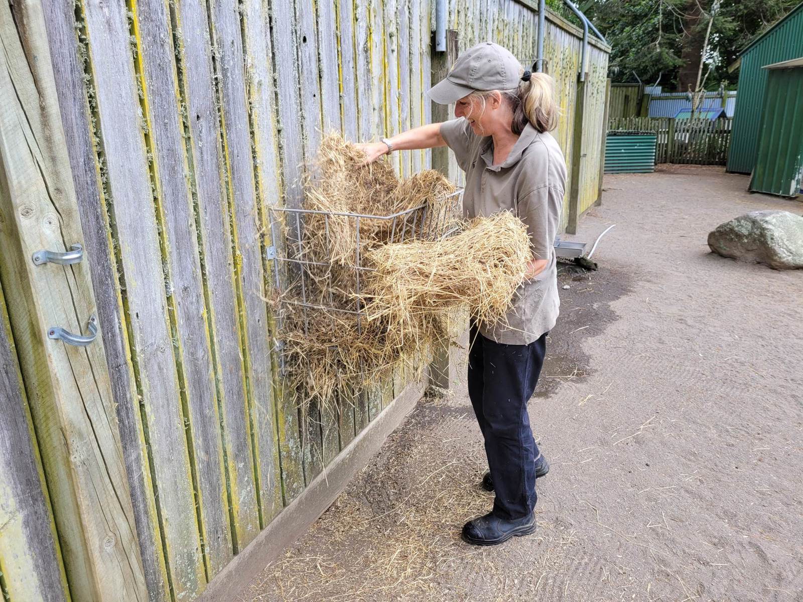 Volunteer at Brooklands Zoo.
