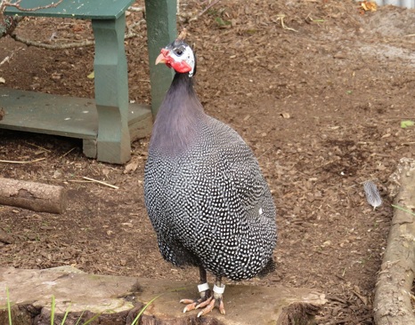 Helmeted Guineafowl (Numida meleagris)