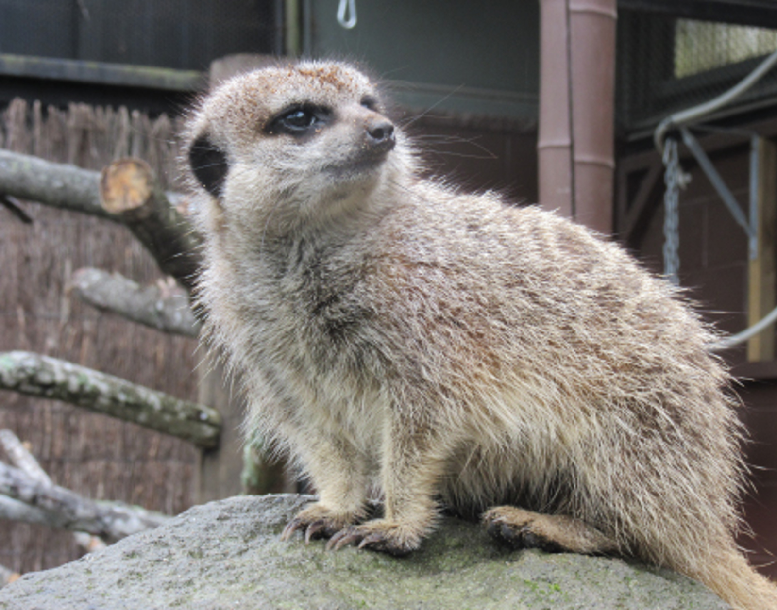 Meerkat