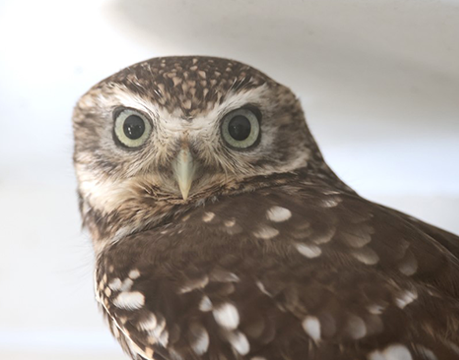 Little Owl