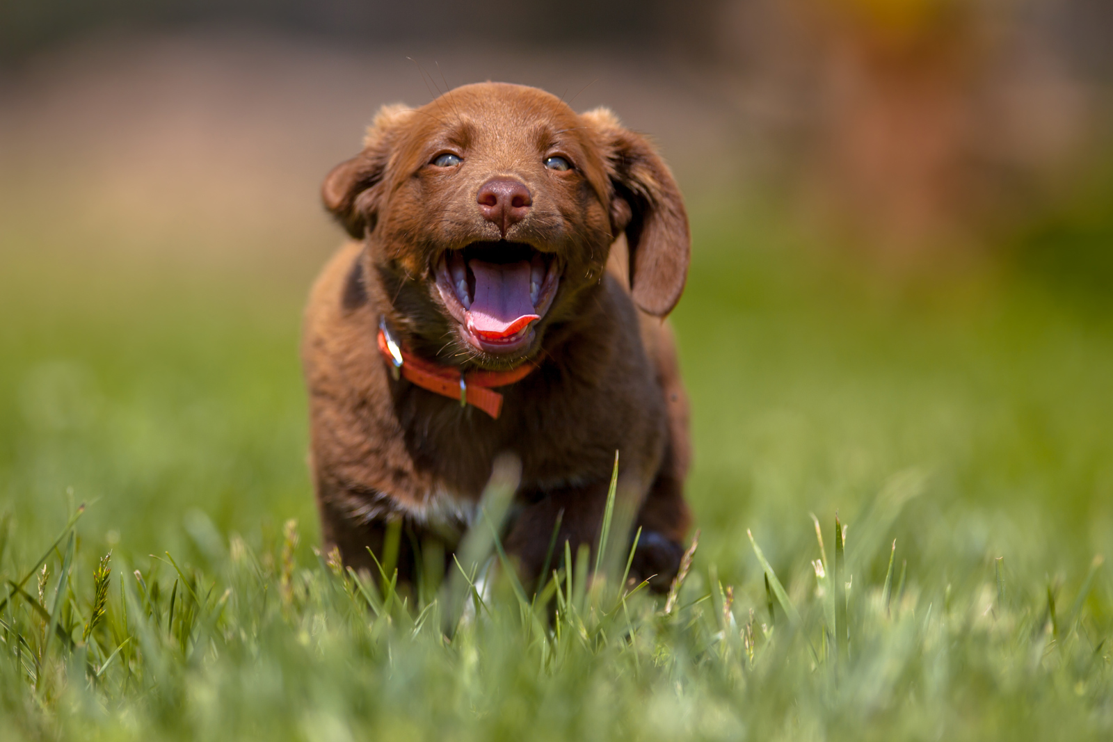Dog Beagle running fast
