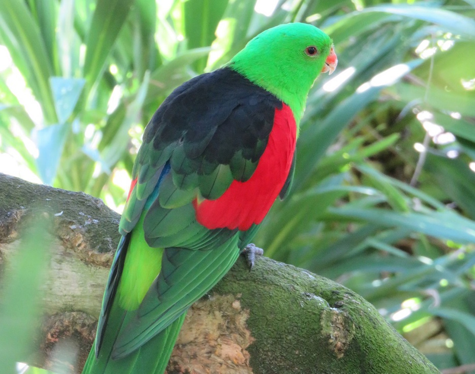 Red Winged Parrot