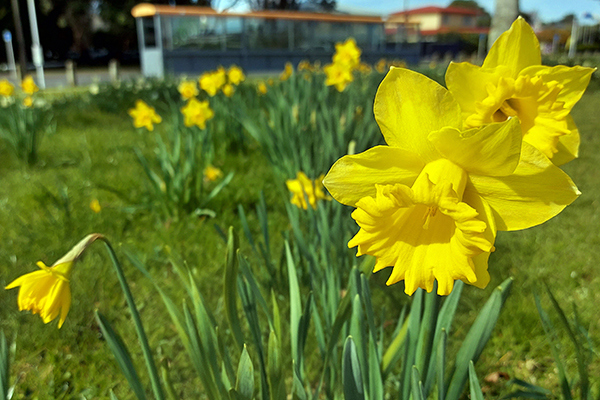 Daffodils