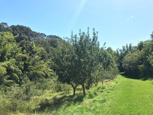 Sheppards Bush Orchard Feb 2021 (24)