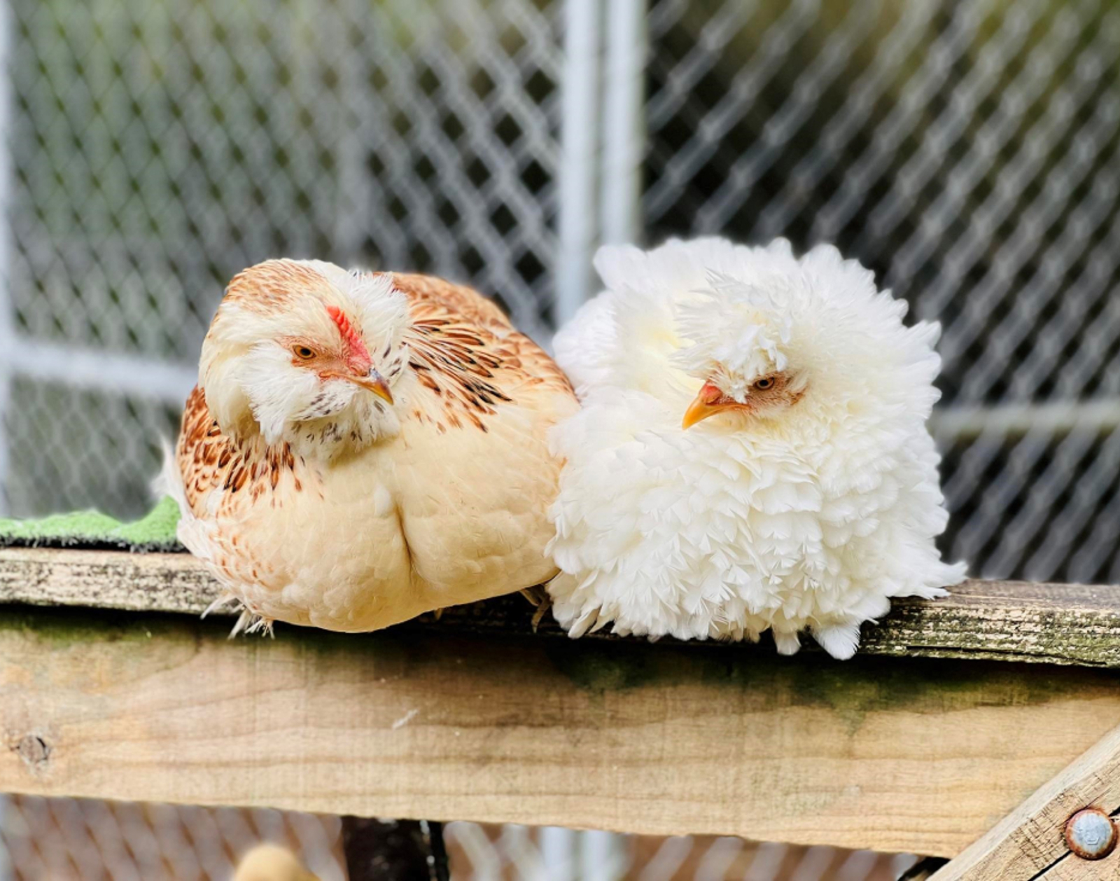 Chickens