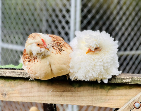 Chicken (Gallus gallus domesticus)