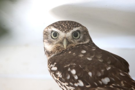Little Owl