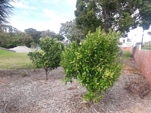 Okato Orchard March 2021