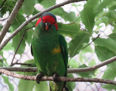 Musk Lorikeet (Glossopsitta concinna)