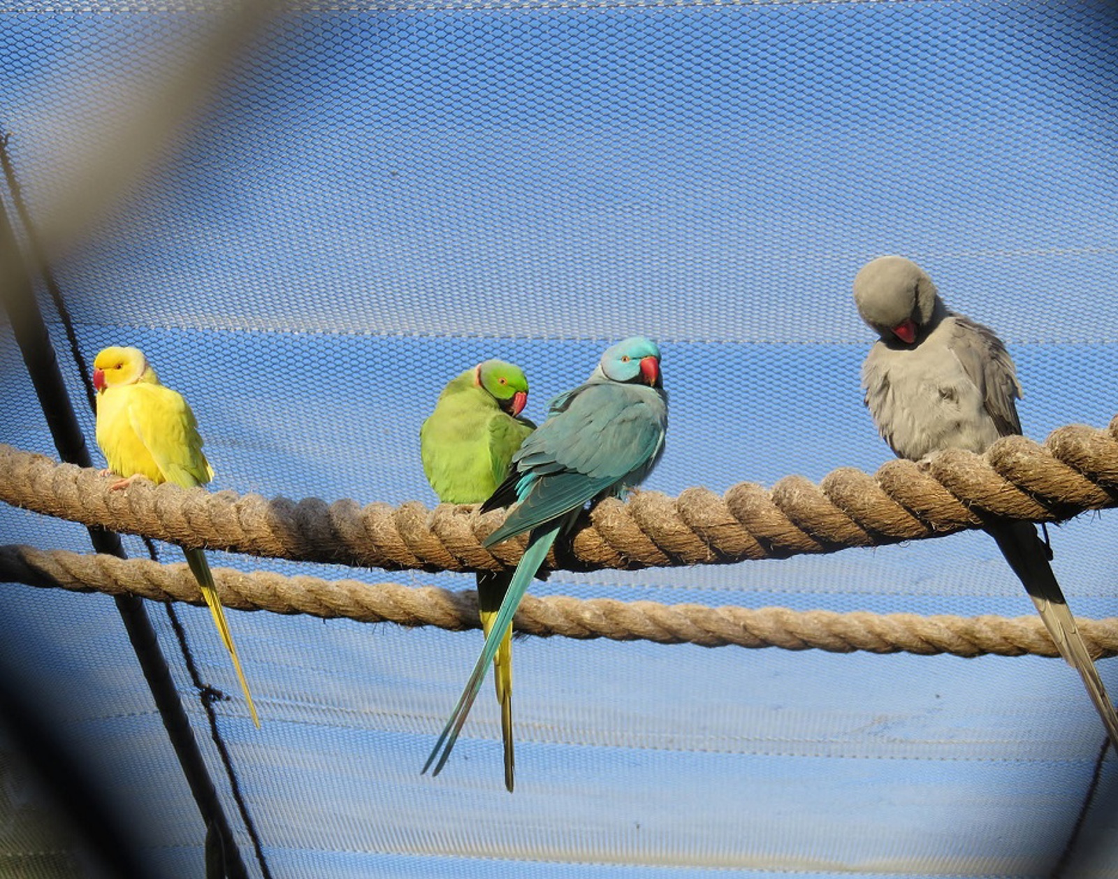  Indian Ringneck Parakeet