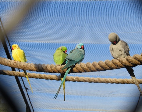 Indian Ringneck Parakeet (Psittacula krameri manillensis)