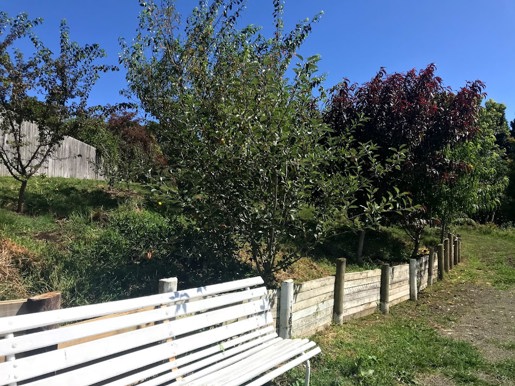 Barclay St Orchard Waitara Feb 2021 (4)
