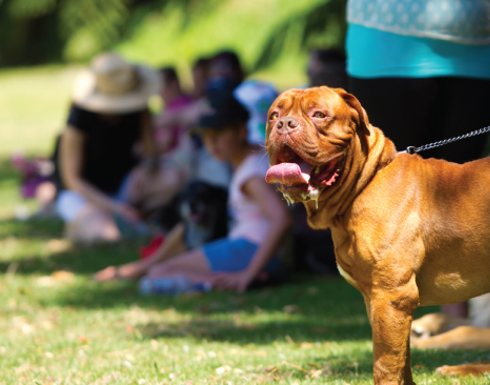 Bull mastiff dog