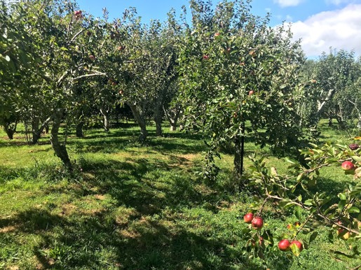 Barclay St Orchard Waitara Feb 2021 (6)