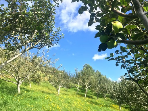 Milne Place Orchard (1)
