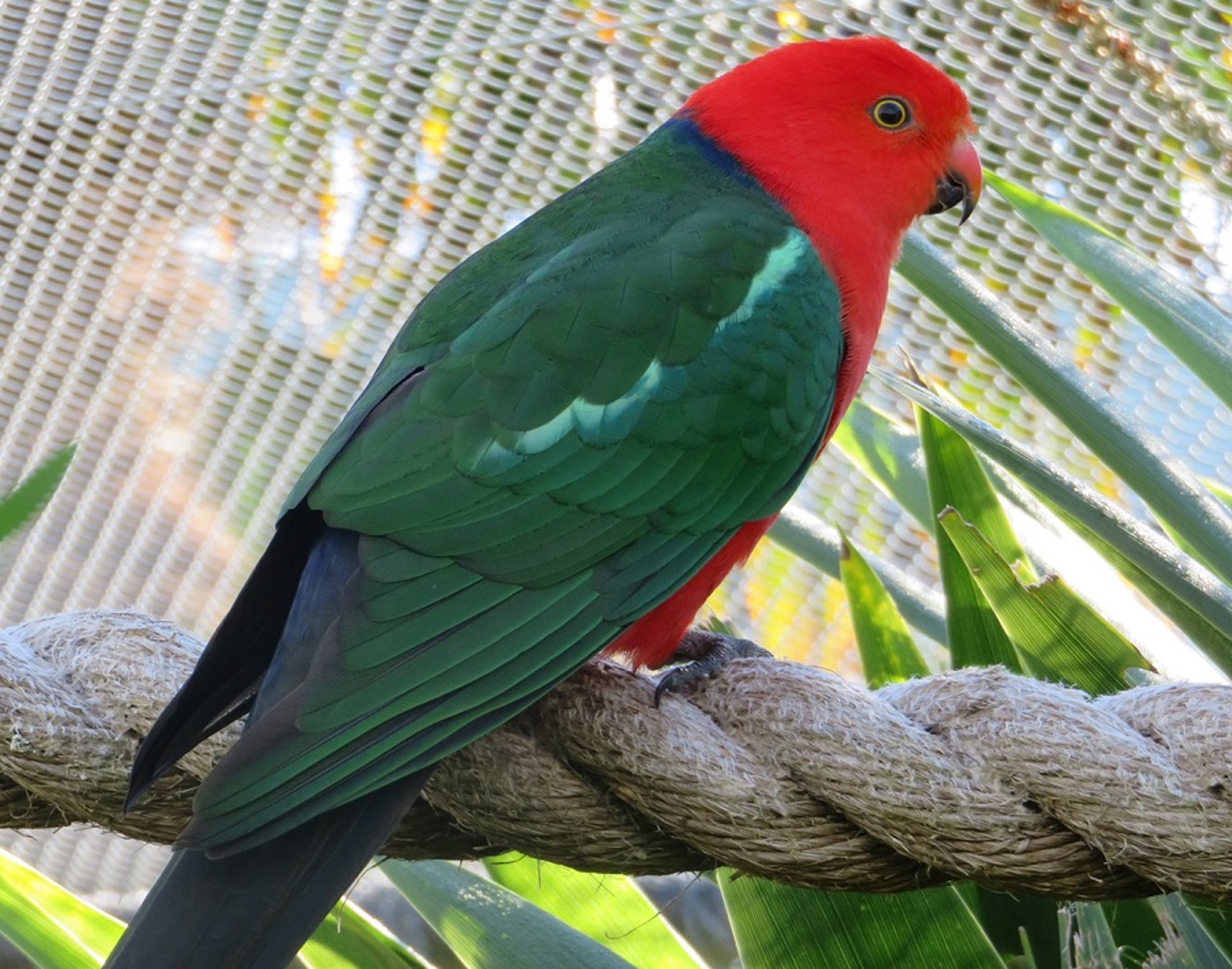 Australian King Parrot
