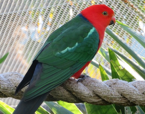Australian King Parrot (Alisterus scapularis)