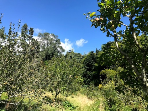 Sheppards Bush Orchard Feb 2021 (19)