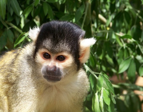 Bolivian Squirrel Monkey (Saimiri boliviensis)