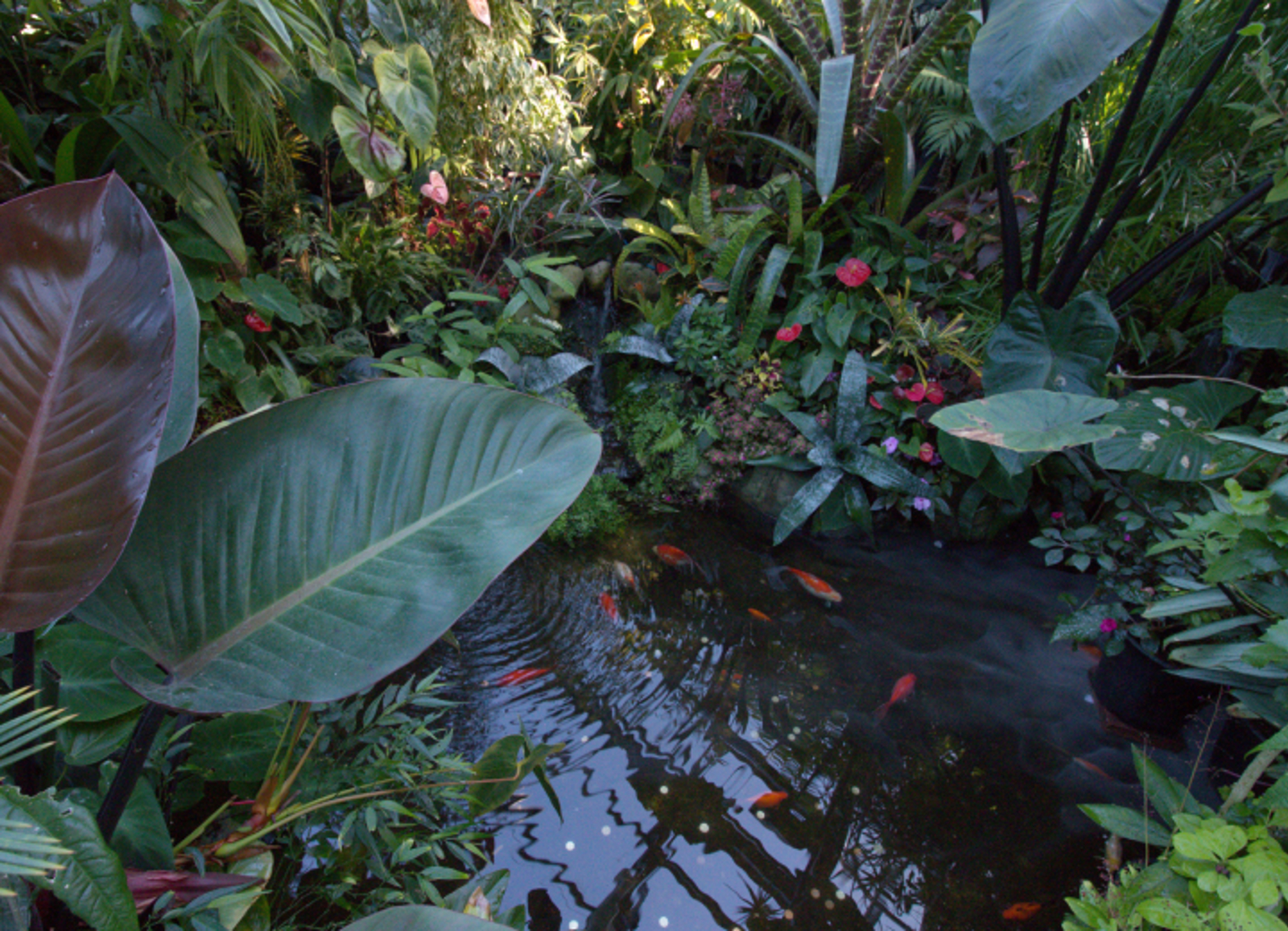 Fish in the Fernery Display House.